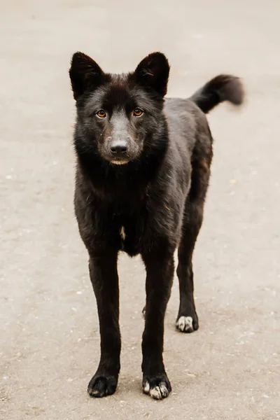 Cute Domestic Black Dog Careful Look — Stock Photo, Image
