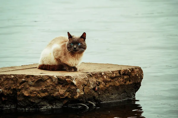 川岸にはホームレスの猫が座っている — ストック写真
