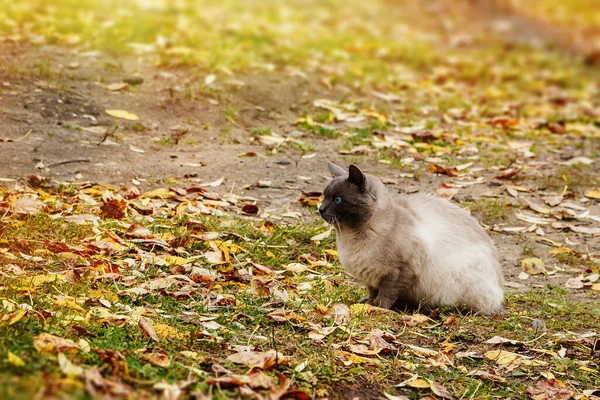 Triste Gatto Senzatetto Solitario Siede Autunno Fogliame — Foto Stock