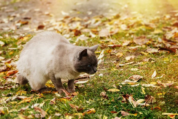 Kat Sneaks Voor Prooi Achtergrond Van Herfst Gebladerte — Stockfoto