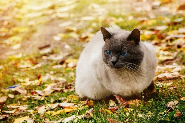寂しいホームレスの猫は秋の葉に座っている — ストック写真