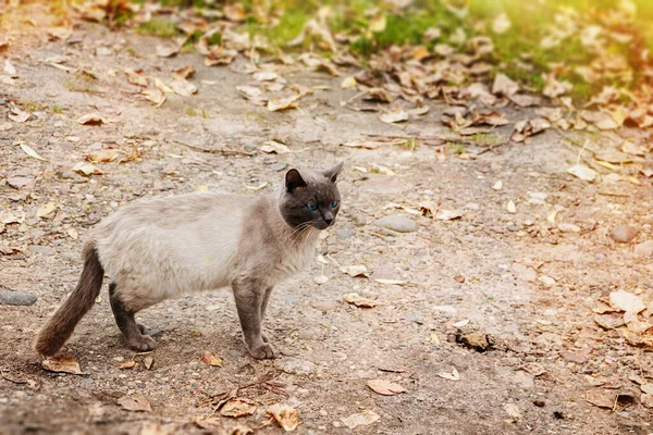 Kat Sneaks Voor Prooi Achtergrond Van Herfst Gebladerte — Stockfoto