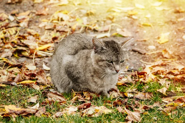 슬프고 외로운 집없는 고양이 나뭇잎에 — 스톡 사진