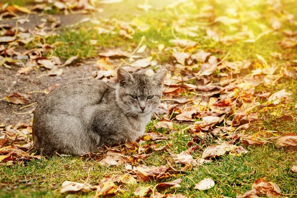 Грустный Одинокий Бездомный Кот Сидит Осенней Листве — стоковое фото