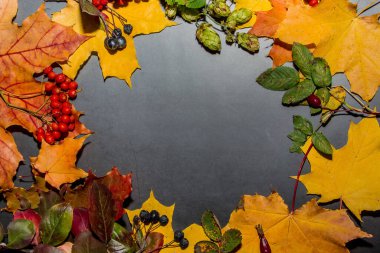 Koyu gri arka planda sarı ve kırmızı sonbahar yaprakları. Tasarım için sonbahar bileşimi.