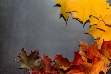 Koyu arkaplanda sonbahar sarısı ve kırmızı yaprakların çerçevesi. Tasarım için sonbahar kavramı.