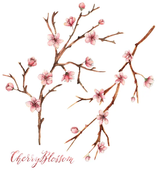 Cherry Blossom Akvarell Vår Illustration Kort För Dig Handgjorda Kronblad — Stockfoto