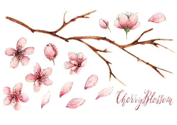 Cherry Blossom Watercolor Tavaszi Illusztráció Kártya Számára Kézzel Készített Különböző — Stock Fotó