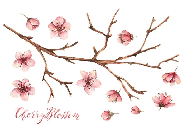 Cherry blossom,Watercolor spring illustration,card for you,handmade,different elements, twigs, buds, flowers