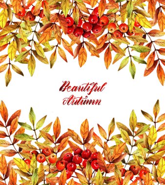 Suluboya illüstrasyon. Güzel sonbahar, dağ külü dalı, çilek ve yaprakları, set, el yapımı. Arka plan beyaz. Sizin için kartpostal
