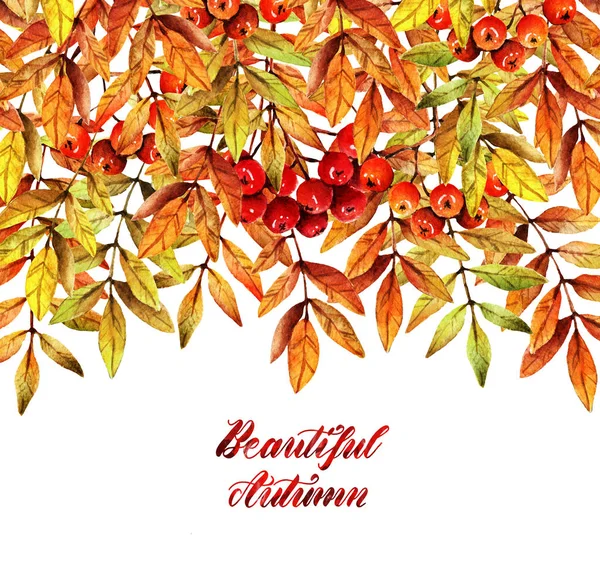 Suluboya illüstrasyon. Güzel sonbahar, dağ külü, çilek ve yaprakların dalı. Arka plan beyaz. Sizin için kartpostal, set, el yapımı