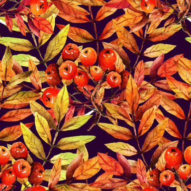 Suluboya illüstrasyon. Güzel sonbahar, dağ külü, çilek ve yaprakların dalı. Senin için kartpostal, el yapımı, set. sorunsuz desen, koyu arka plan