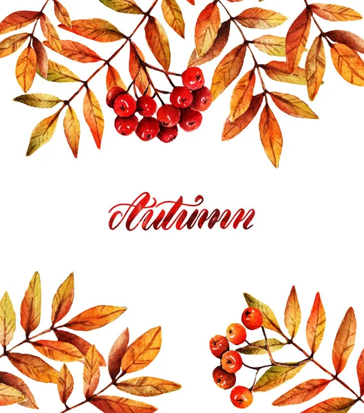 Vodní Barva Ilustrace Podzim Větev Horského Popela Pozadí Bílé Nastavené — Stock fotografie