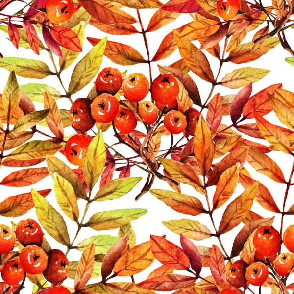 Watercolor Illustration Beautiful Autumn Branch Mountain Ash Berries Leaves Postcard — Φωτογραφία Αρχείου