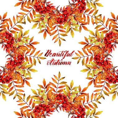 Suluboya illüstrasyon. Güzel sonbahar, dağ külünün dalı.el yapımı. Arka plan beyaz. Sizin için kartpostal, ayarlayın