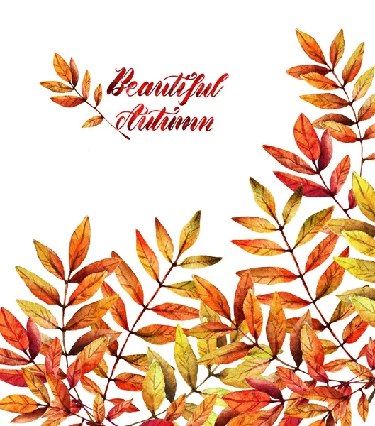 水彩插图 美丽的秋天 山灰的叶子 手工制作 背景白色 给你的明信片 — 图库照片