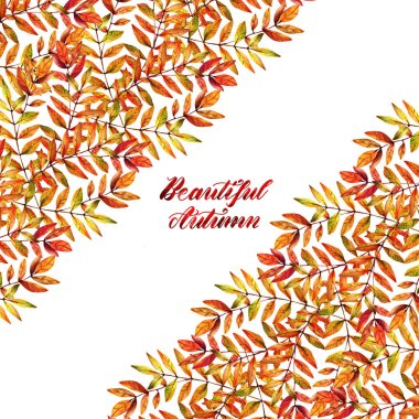 Suluboya çizimi. Güzel bir sonbahar, dağ kül yaprakları, set. Sana kartpostal var. Arkaplan beyazı. El yapımı.