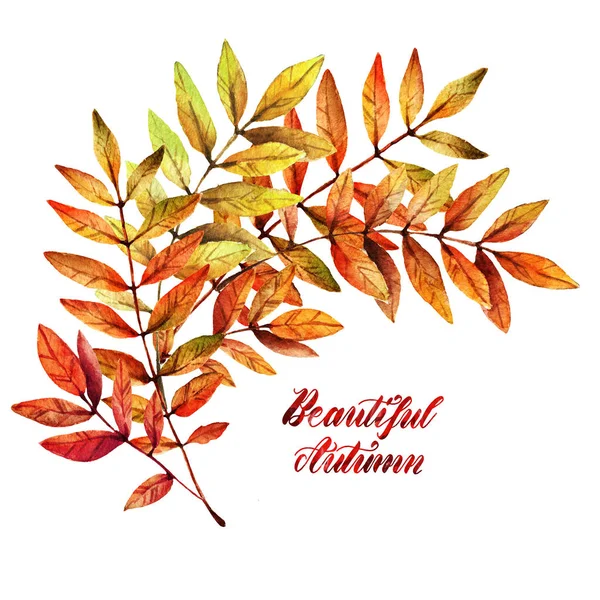 水彩画 美丽的秋天 山灰叶落 手工做的 明信片给你的 背景白色 — 图库照片