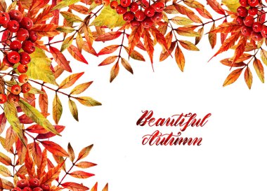 Suluboya çizimi. Sonbahar, farklı sonbahar yaprakları. Arka plan beyazı, hazır. Sana kartpostal var. El yapımı.