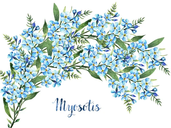 Myosotis Aquarel Illustratie Bloemen Bladeren Stengels Handgemaakt Lente Bloemen Kaart — Stockfoto