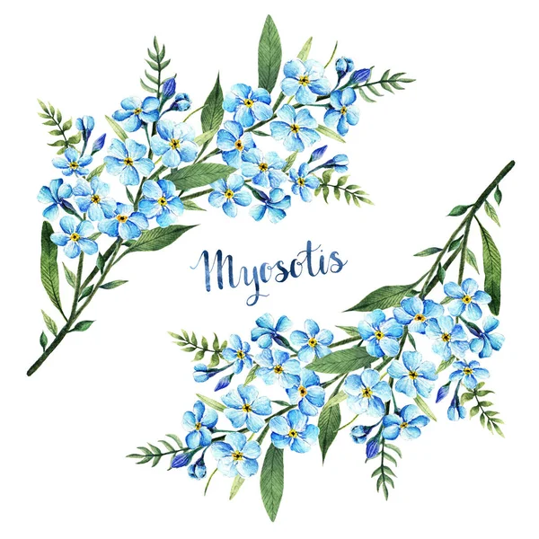 Myosotis Suluboya Illüstrasyon Yapraklar Saplar Çiçekler Yapımı Bahar Çiçekleri Sizin — Stok fotoğraf