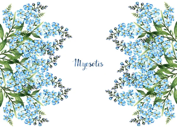 Suluboya Illüstrasyon Myosotis Saplar Yapraklar Çiçekler Bahar Çiçekleri Sizin Için — Stok fotoğraf