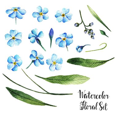 Myosotis. Suluboya çizimi, yapraklar, tomurcuklar, çiçekler, el yapımı bitkiler.