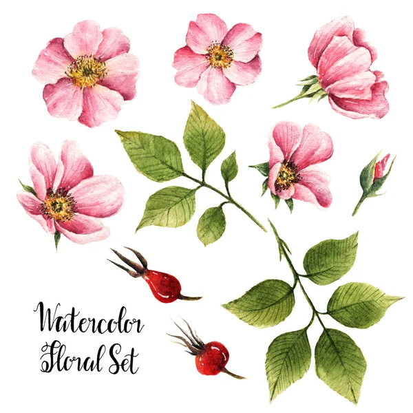 Csipkebogyó Virágok Akvarell Illusztráció Levelek Bimbók Virágok Bogyók Kézzel Készített — Stock Fotó