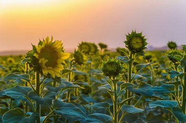 Gün batımı renkli bulutlar, yalnız ayçiçeği