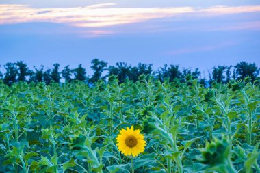 Gün batımı renkli bulutlar, yalnız ayçiçeği