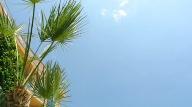 Arka plan tropikal çiçek yaprakları