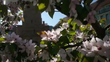 Çiçek açan ağaç pembe çiçekleri ile eski binanın görünümü