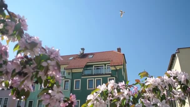 꽃이 만발한 나무 분홍색 꽃을 통해 오래된 건물의 전망 — 비디오