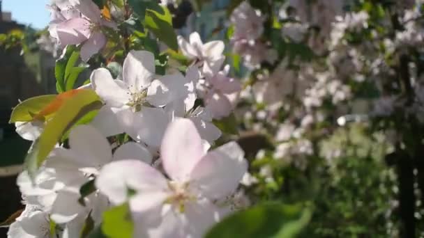 Blossoming tree pink flowers waving on wind — Stock Video