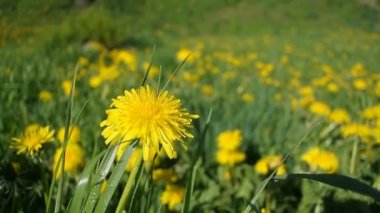 Çiçek açan papatya yakın vahşi yeşil çim