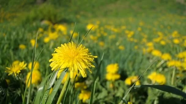 Kwitnąca rumianek bliska dzikiej zielonej trawie — Wideo stockowe