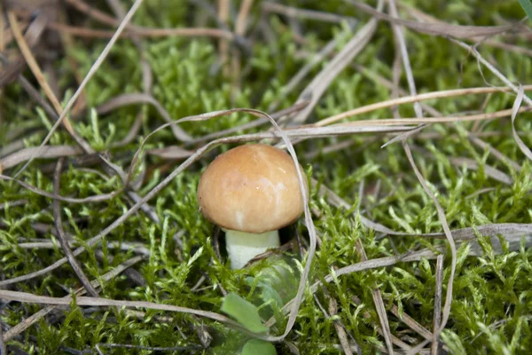 Forest Mushroom Suillus Fungus — Stock Photo, Image