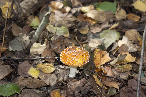 Sinek Agaric Mantar — Stok fotoğraf