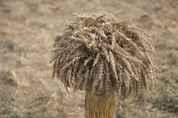 Sheaves hububat arka plan