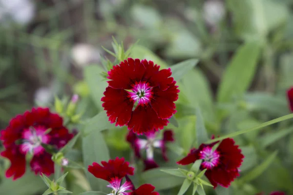 Turkish carnation maroon flower