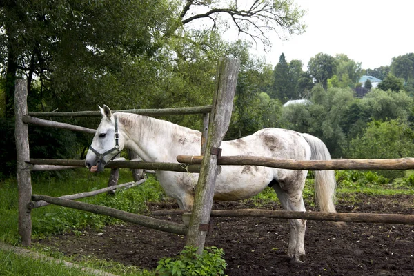 Schimmeltierfarm — Stockfoto