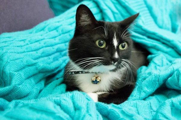 黑猫针织毯子 — 图库照片