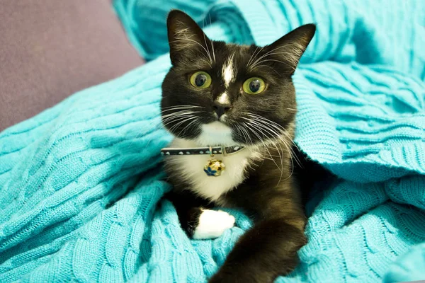 黑猫针织毯子 — 图库照片