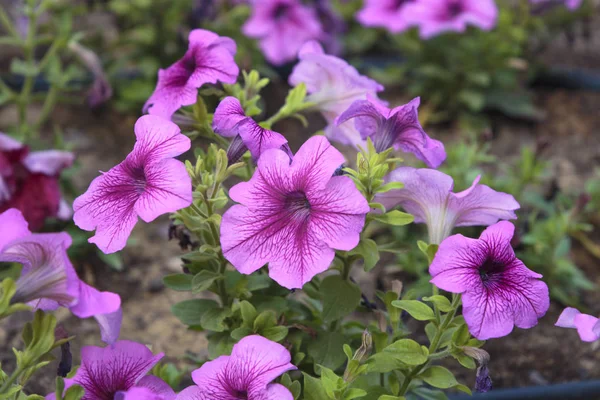 Letto Fiori Vicino — Foto Stock