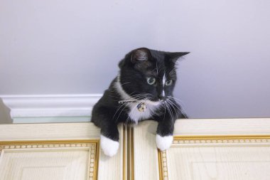 sepet zemin siyah kedi