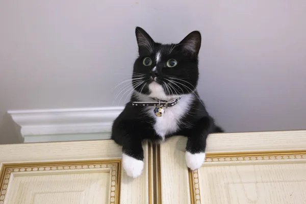 sepet zemin siyah kedi