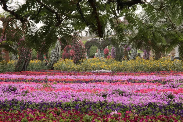 Blooming Colorful Fields Backgroubd — Stock Photo, Image