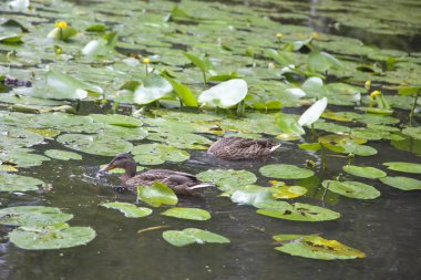 nilüferler ile ördekler gölet