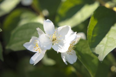 Elma çiçeği havaya uçurmak