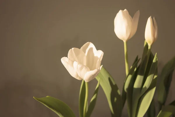 Weiße Tulpe Hintergrund Blumen — Stockfoto